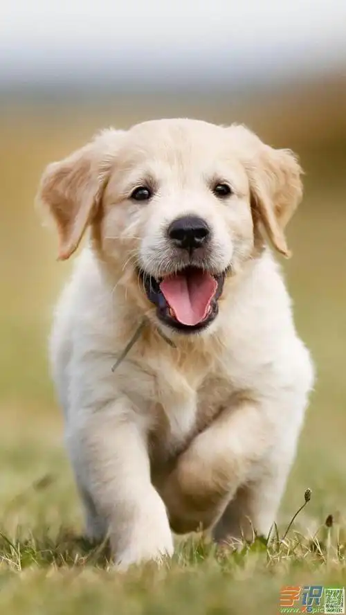 可爱超萌的小狗手机高清壁纸