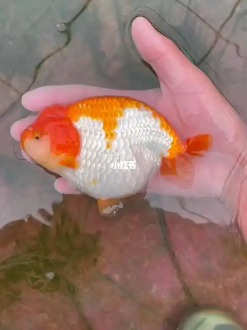 兰寿金鱼通背红