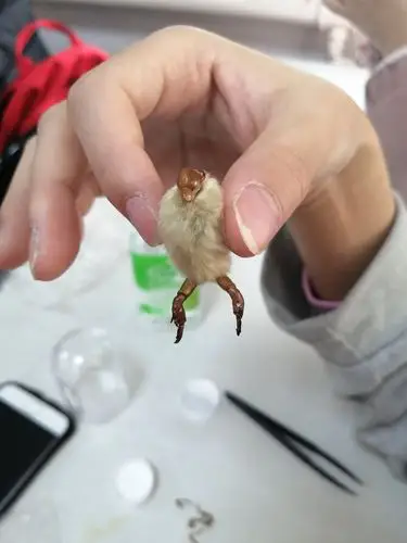 "瓶中精灵"毛猴--老北京传统手工艺品体验活动——东里南社区青年汇