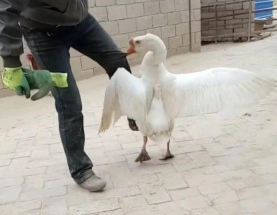 大白鹅伸长脖子追,孩子吓得手脚并用向前爬