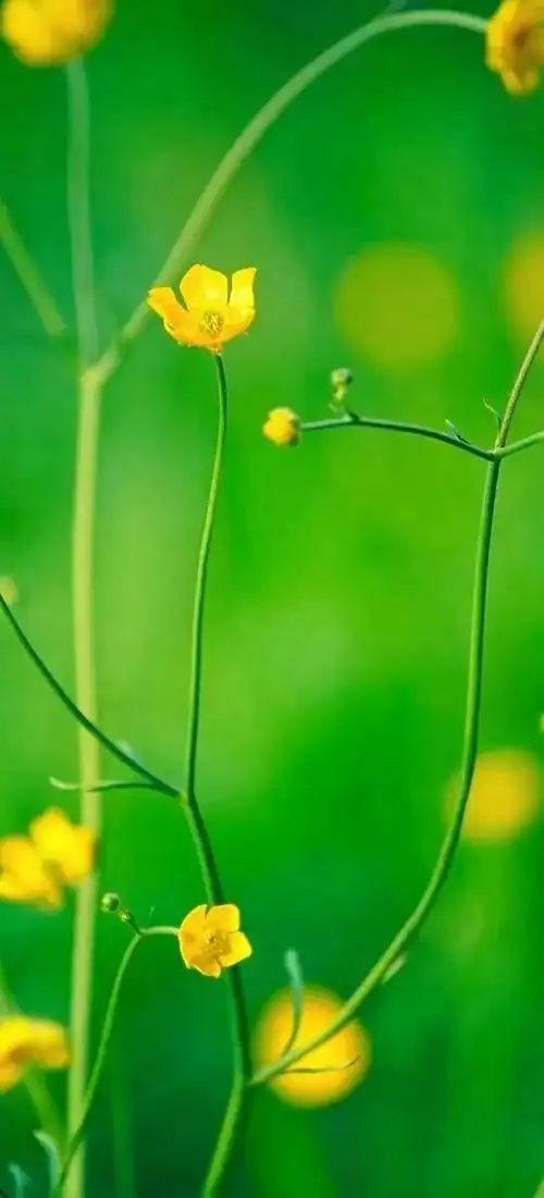 绿色背景图,绿色背景图卡通(护眼壁纸:绿色清新背景图)