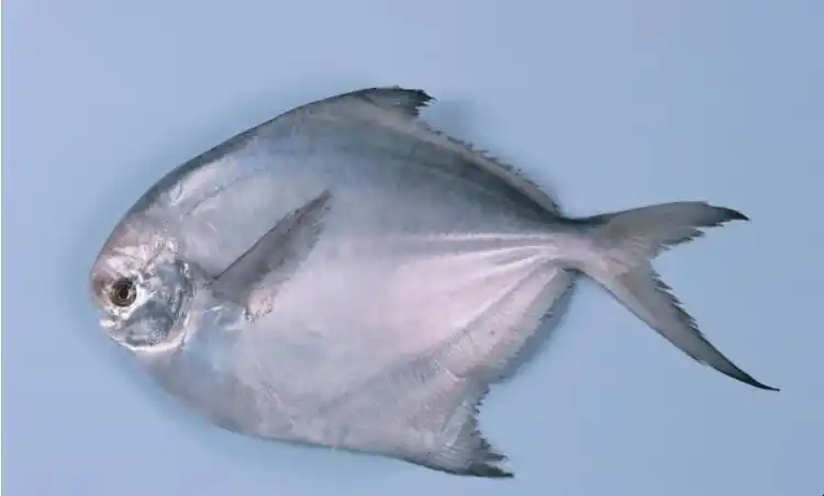 平鱼平鱼是日常生活中十分常见的一种鱼类,而鲳鱼也是属于平鱼的一种.