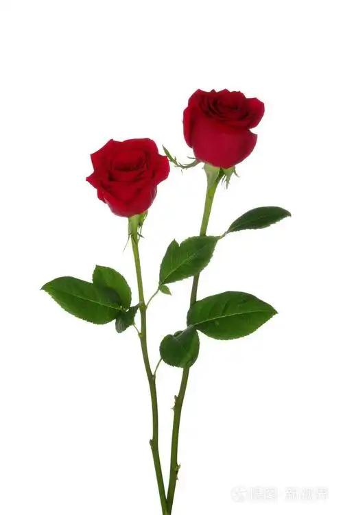 两个红玫瑰