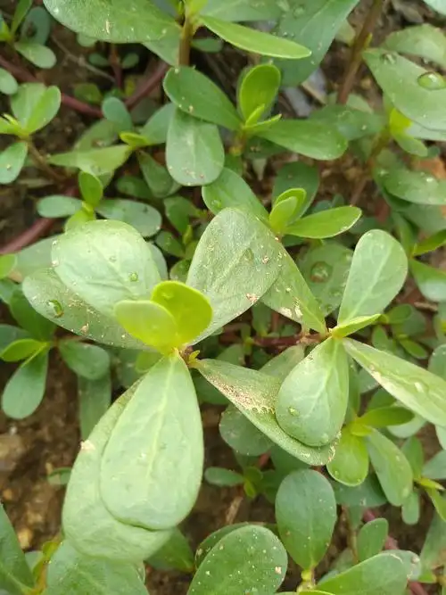 精品野菜马齿苋