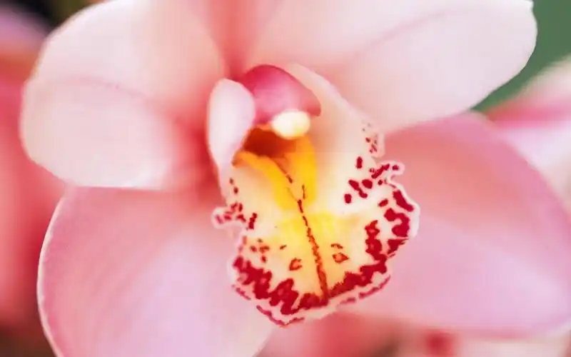 兰花壁纸,高清图片,壁纸,自然风景-桌面城市