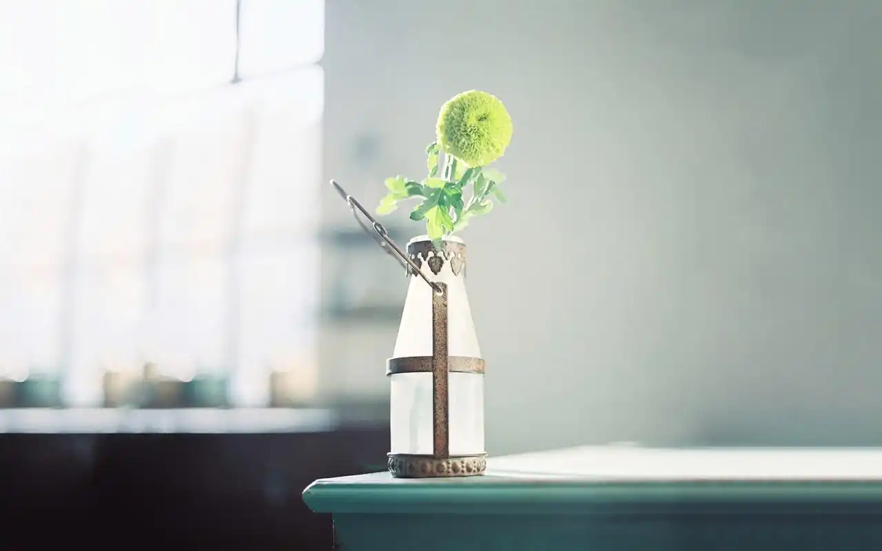 治愈系植物高清唯美高清桌面壁纸