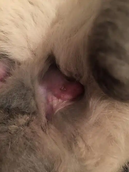 有大神进来看一下吗?我家兔子蛋蛋上这长的是啥?