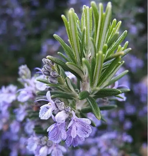 迷迭香是什么?有什么作用?_花卉介绍_花卉知识-中国鲜花礼品网