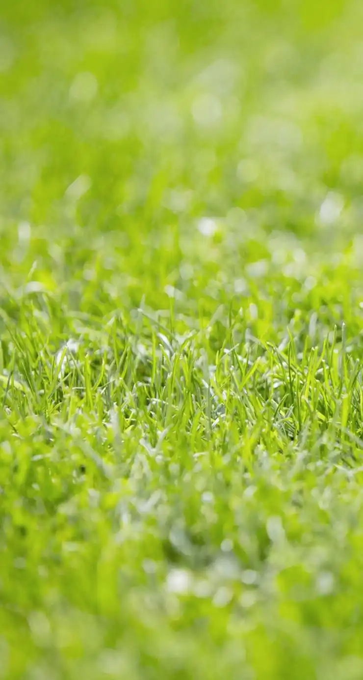 绿色养眼高清手机壁纸