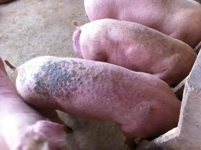 猪病咨询这头猪身上起红色的小包包打什么针