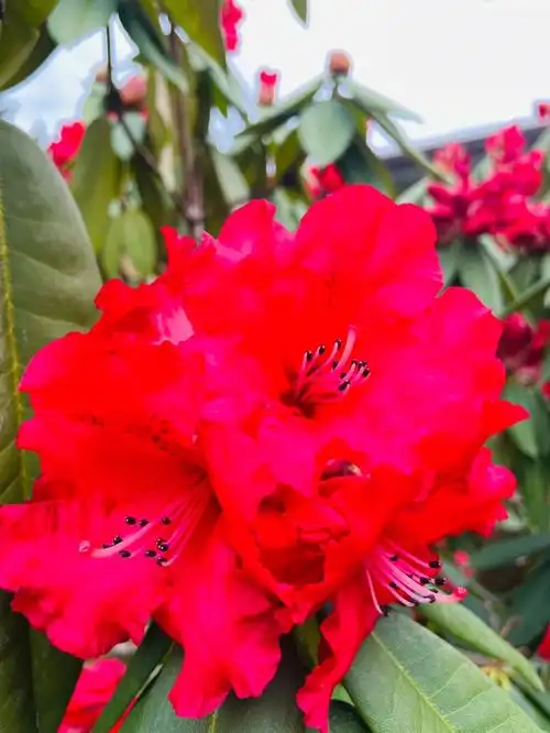 杜鹃花开红艳艳