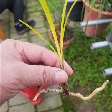 春兰蕙兰黄草1 - 中国兰花交易网