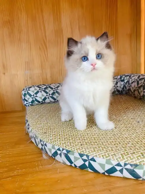 海豹双色布偶猫小猫公猫母猫实物实拍 一猫一链接 卖的就是图片这只