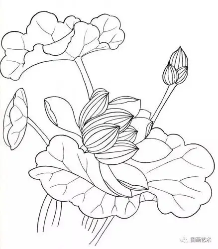 白描花卉这样画!_腾讯新闻