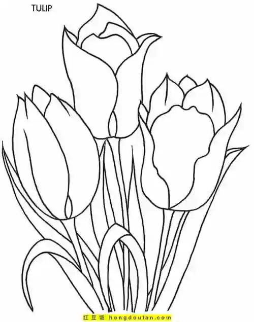 12张盛开着的郁金香植物花朵春天卡通简笔画-红豆饭小学生简笔画大全