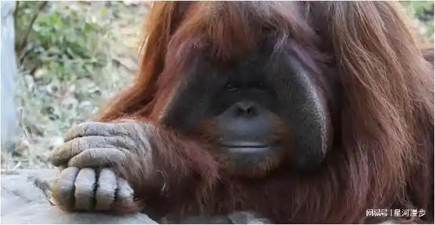 美国女子将公猩猩当人养大让它去上大学却因伤害女同学被关