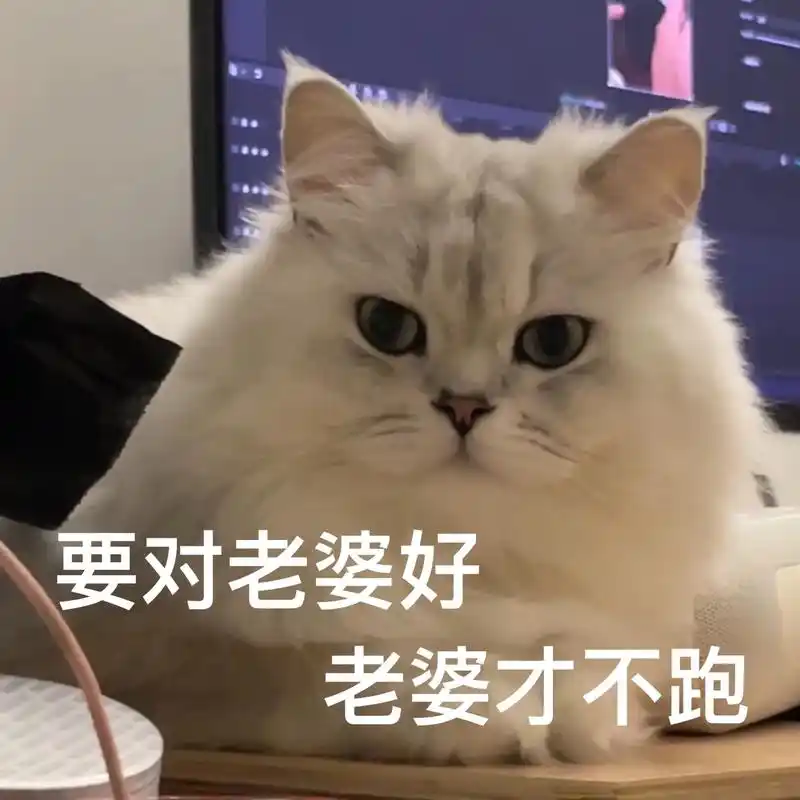 小猫咪表情包之哄老婆篇～#猫咪表情包 #发给对象表情包 - 抖音