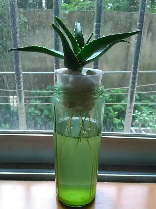 热心网友  2015-09-19  追答 大芦荟下了很多崽,我水培了一棵还长了不