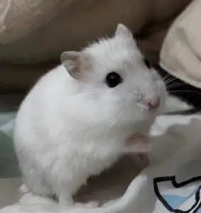 (银狐小仓鼠包邮到家)家养小仓鼠米熊金丝熊眼圈熊奶牛熊虎纹熊