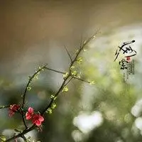 淡然清雅的头像图片大全_微信头像图片大全