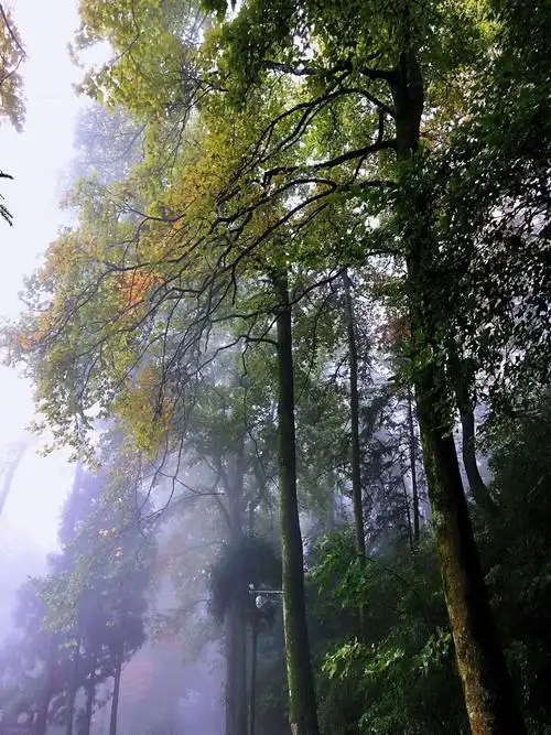 其它 细雨衡山 写美篇       那宽宽地弯弯地攀山公路在雨中就像林海