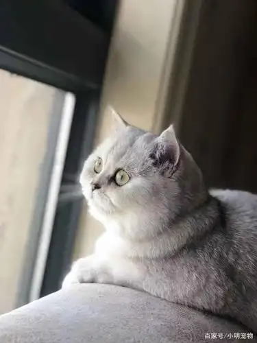 朋友家有只发腮特别成功的英短银渐层,第一次听我还不信,难道发个腮就