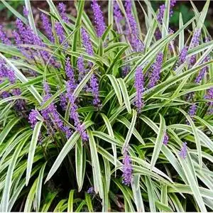 812.8庭园绿植翠芦莉盆栽墨西哥蓝花草069.99.