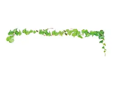 藤蔓扁平春天花朵春天jpg素材藤蔓花边矢量手绘清新花草藤蔓花藤花