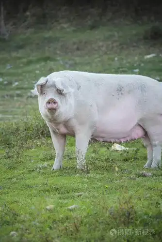 在草地上玩耍的猪