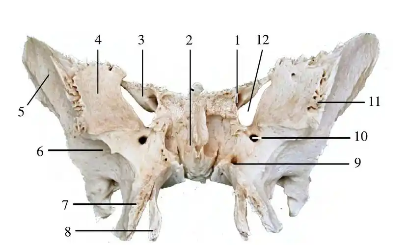 视神经管opticcanal2.蝶骨体bodyofsphenoid3.小翼lesserwing4.