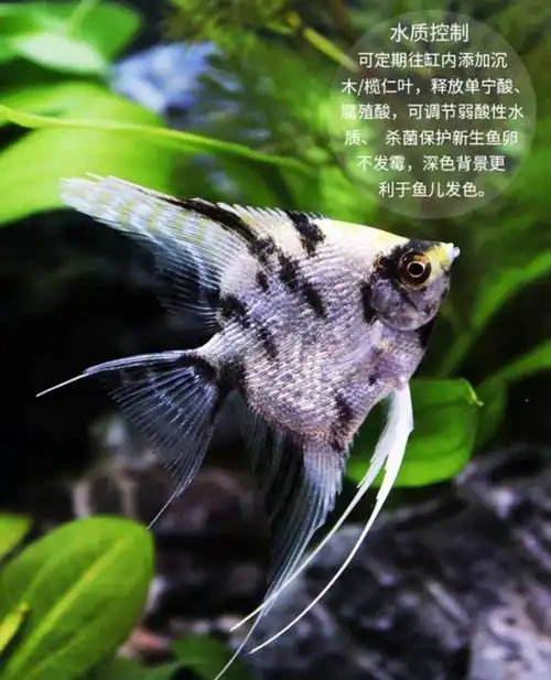 燕鱼观赏鱼墨燕神仙德系宽墨虎头热带熊猫红魔鱼