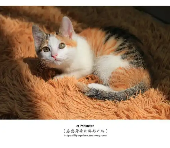 中华田园猫"三花"的童年(2)