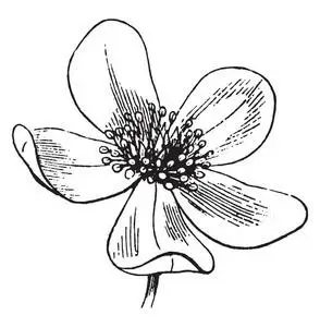 圆圈四叶花瓣图片-圆圈四叶花瓣素材-圆圈四叶花瓣插画-摄图新视界