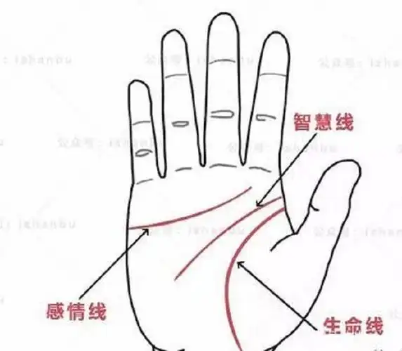 手相三条线