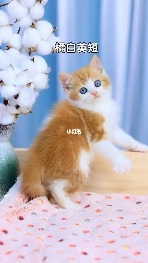 橘白英短猫佛山猫舍