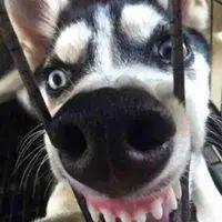 二哈猥琐又很贱的头像_微信头像图片大全