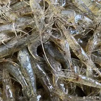 河虾的生活习性,品种及养殖技术