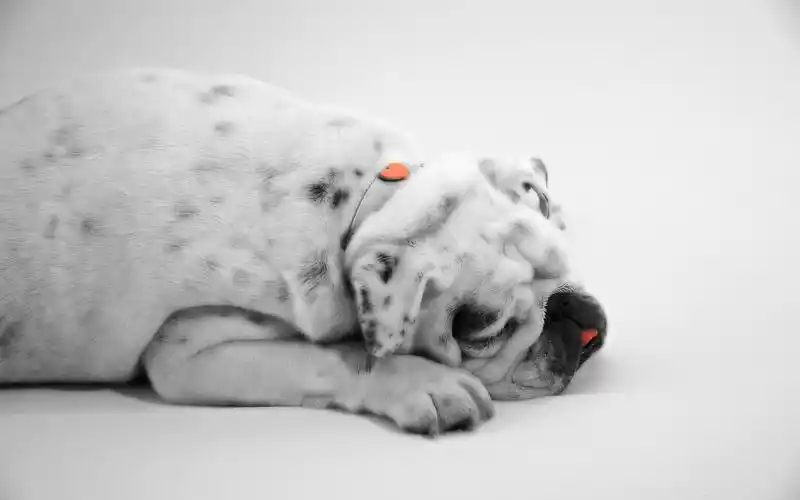 老虎狗伤感黑白图片电脑壁纸桌面