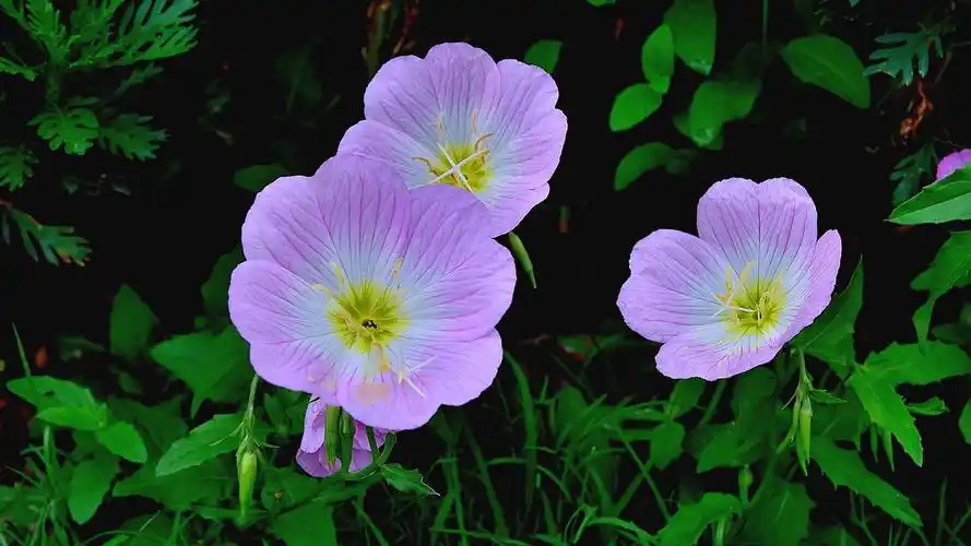 月见草花清新图片高清电脑壁纸