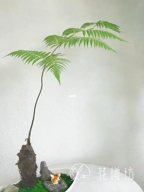 金毛狗蕨_金毛_书房_家居_茶室_玄关_家居家装_家居装饰_花艺