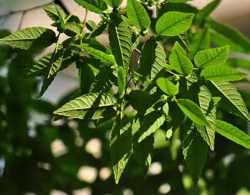 产品 榉树 榉树(别名血榉,金丝榔,沙榔树,毛脉榉等)又名大叶榉,是榆科