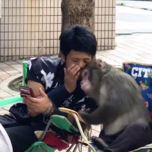 游客倒地打架被动物看到晚上动物就厮打在一起模仿还是嘲笑