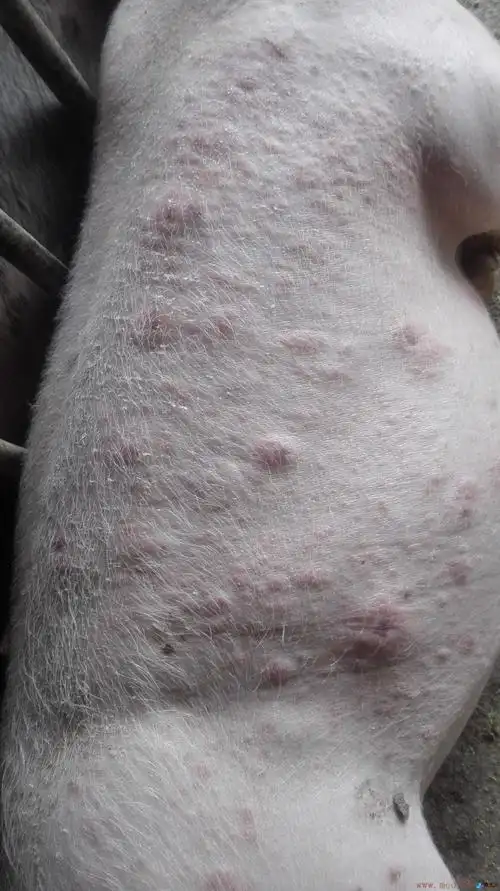 养猪疾病问答猪皮肤起疙瘩
