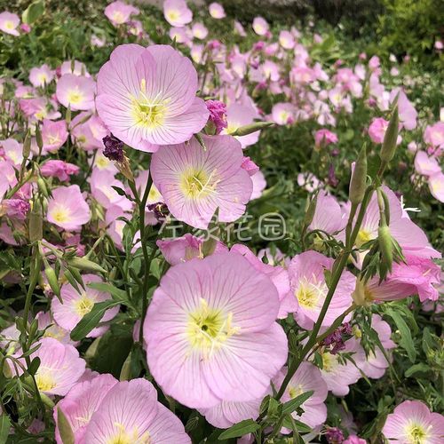 左家花园美丽月见草种子 左家花园 粉花多年宿根花卉盆栽花卉低矮耐寒