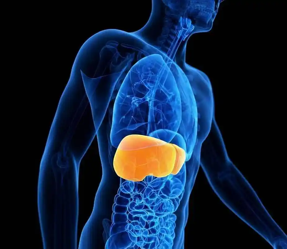 肝不好的人,通常有这4个"特征",若一个没有,或说明肝很健康_肝脏