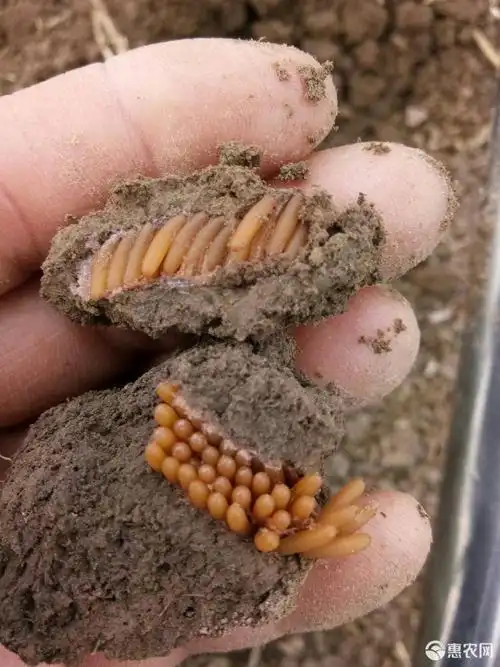 供应大厅  禽畜肉蛋  蝗虫 收藏 分享 价格        50      元 发货