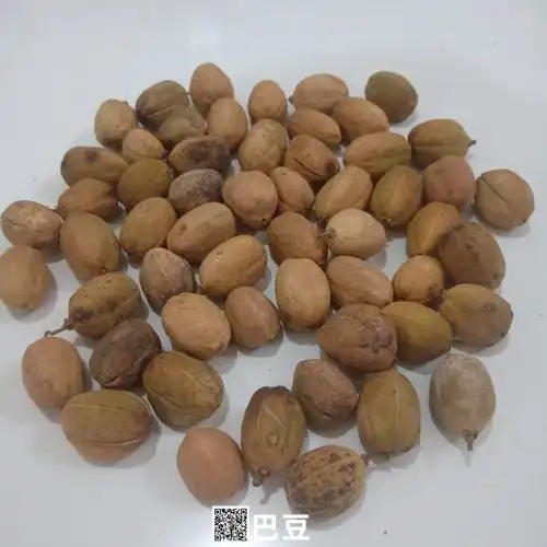 巴豆价格中药材巴豆市场报价