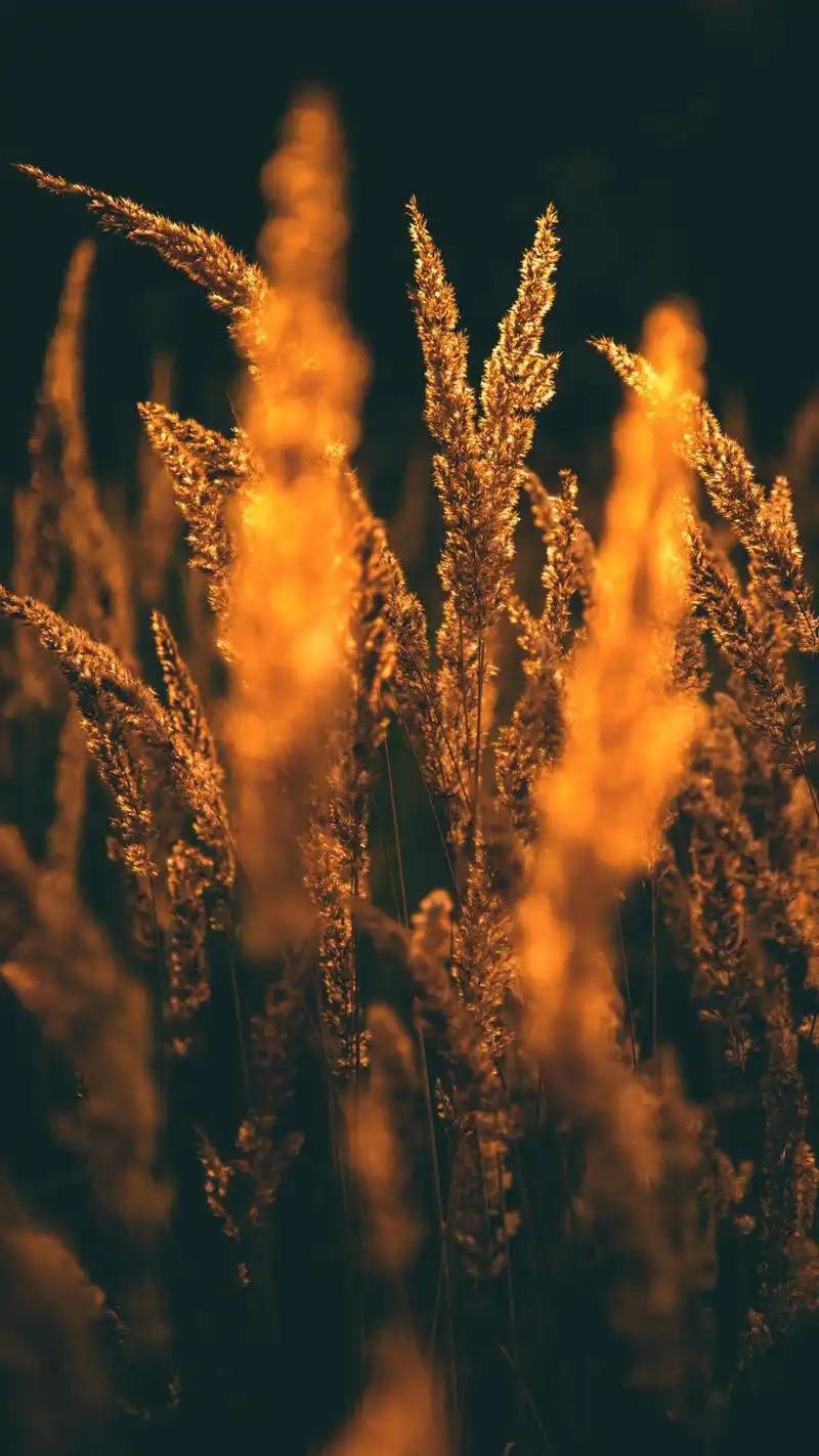 秋色唯美意境高清苹果手机壁纸