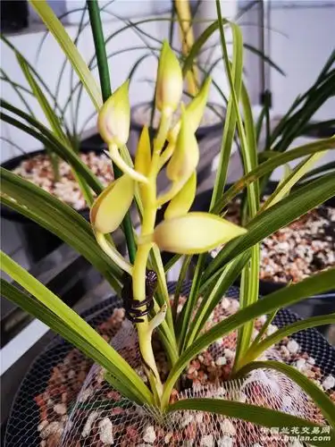 黄心草初次开花-蕙兰篇-兰花交易网论坛