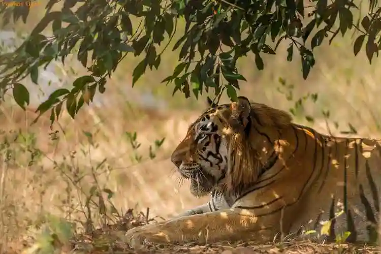 远东北亚巨虎 _ 哔哩哔哩相簿